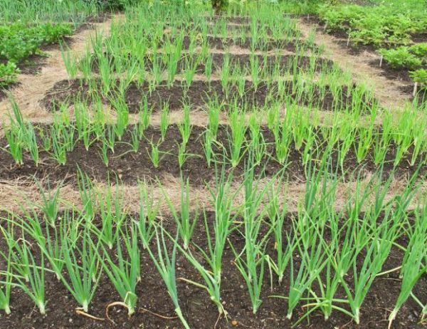 Onion centurion in garden beds