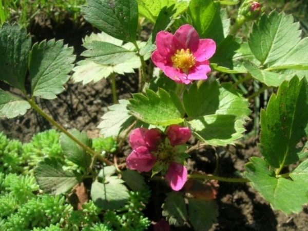  Strawberry Tuscany suitable for breeding in the open field