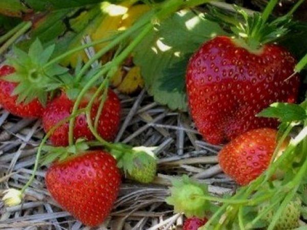  Strawberry Malvina is quite popular late variety