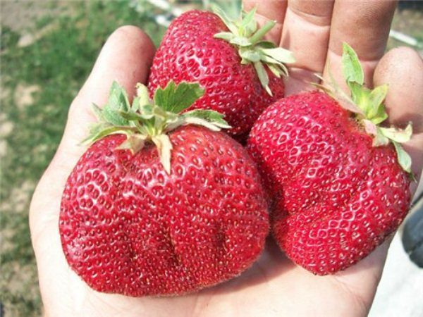  Vicod strawberries are large, have a rich red color.