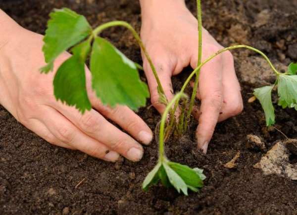  Planting seedlings strawberry Malvina
