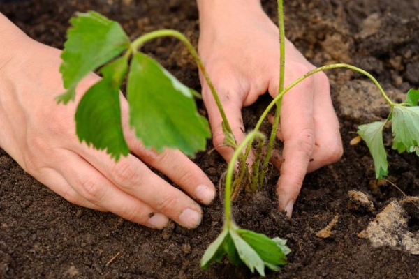  Crop is planted in early spring or autumn, the distance between the bushes is at least 30 cm