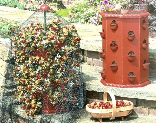  Ripe strawberries in a barrel