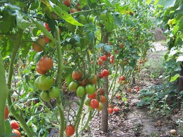  Tomato de Barao - o varietate de roșii înalte, distins prin randament ridicat și rezistență la boli