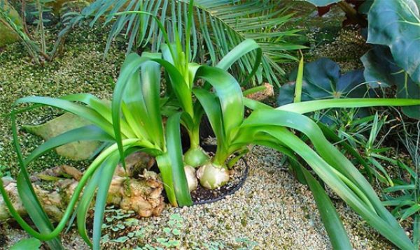  Cipolle indiane nel giardino