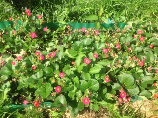  Strawberry Tuscany is actively forming a mustache that is easily rooted in the very first weeks