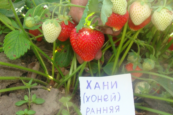  Vantaggi della fragola: maturazione, resistenza al gelo e malattie