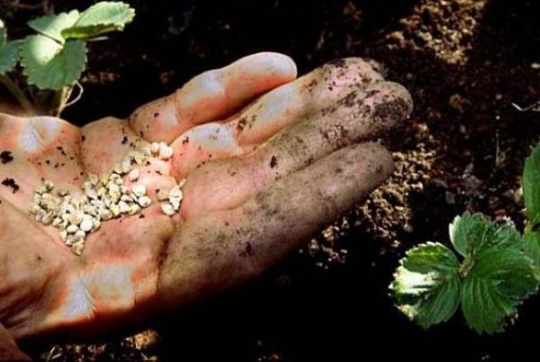  Planting strawberry seeds in open ground