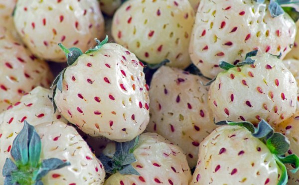  White strawberry