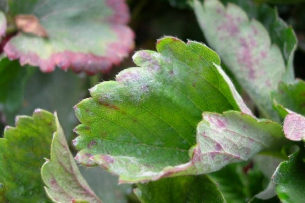 Mealy dew on strawberry leaves