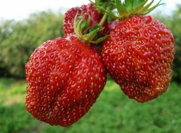  Strawberry Masha