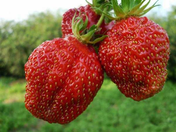  Strawberry Masha