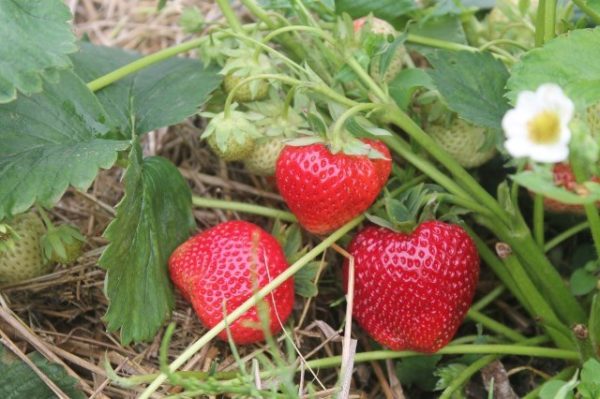 Bacche di fragole mature cardinale