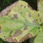  Patate alternaria