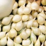  Onion albenka