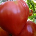  Vermelho escarlate