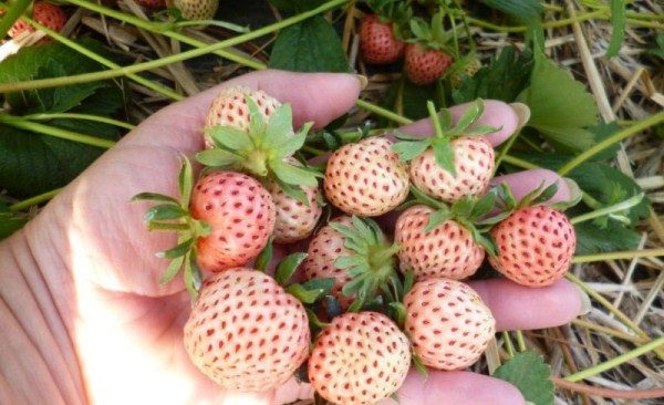  Strawberry grade Anablanka