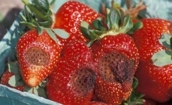 Strawberry anthracnose