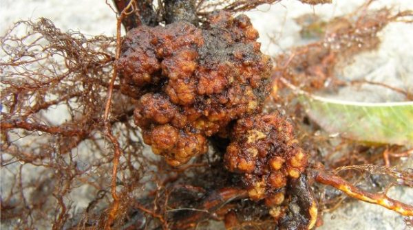 Bacterial root cancer