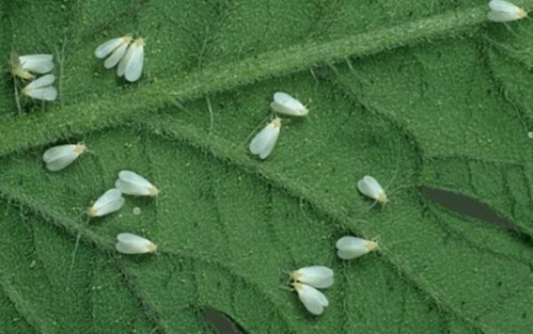  White fly