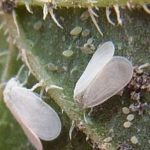  Mosca branca