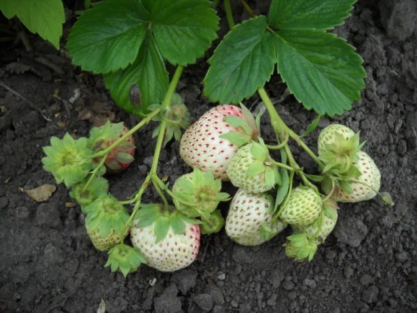  Strawberry grade White Swede