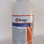  boxer