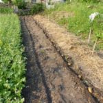  Solchi con tuberi