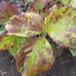  Brown Strawberry Leaf Spot