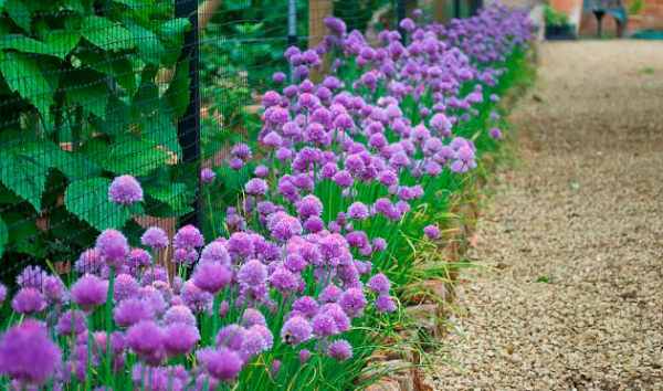  Blooming onion shnit on the summer cottage, growing along the track