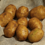  Dnepryanka