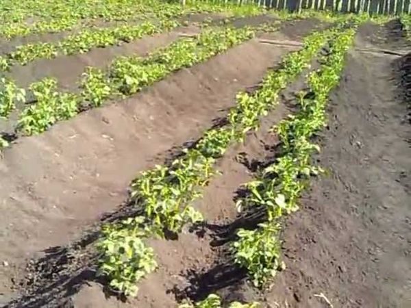  Doppie file di patate