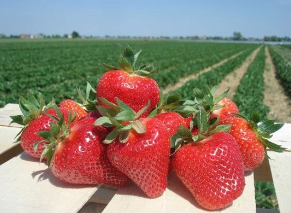  Strawberry jolie