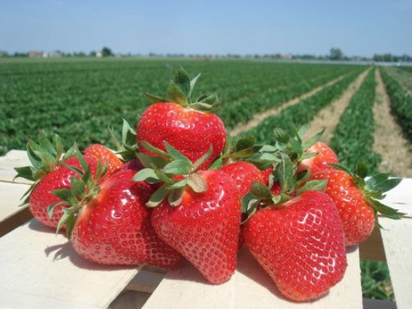  Strawberry jolie