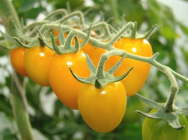  Phoenicia Yellow