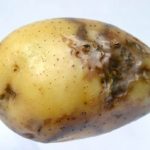 Late blight