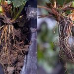  Phytophthalosis of strawberry roots