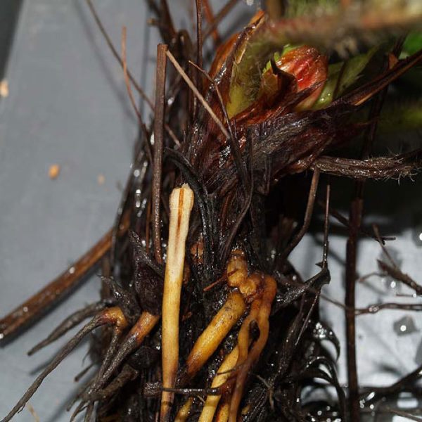 Root late blight