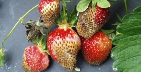 Phytophthora rot