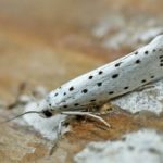  Ftorimeya