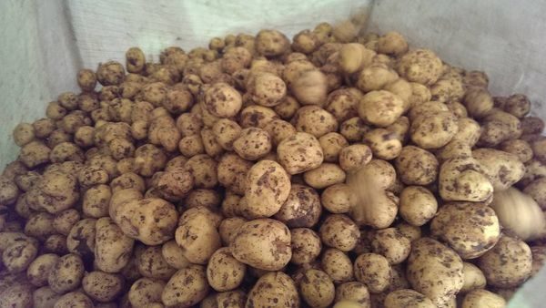  potato gala