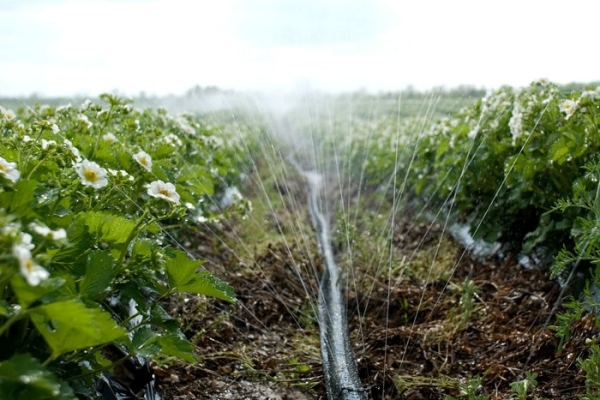  Le fragole hanno bisogno di irrigazione regolare, una volta alla settimana