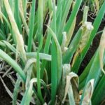  Golovny onion