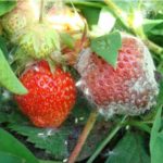  Strawberry Fungal Disease