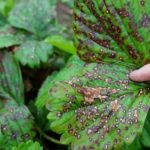  Fungal disease of strawberry leaves