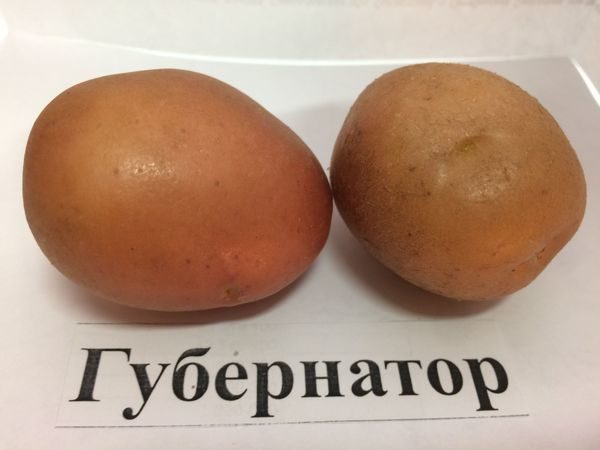  governatore