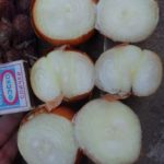  Chalcedony onion