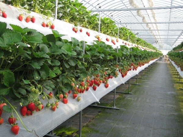  Growing strawberries in the greenhouse all year round