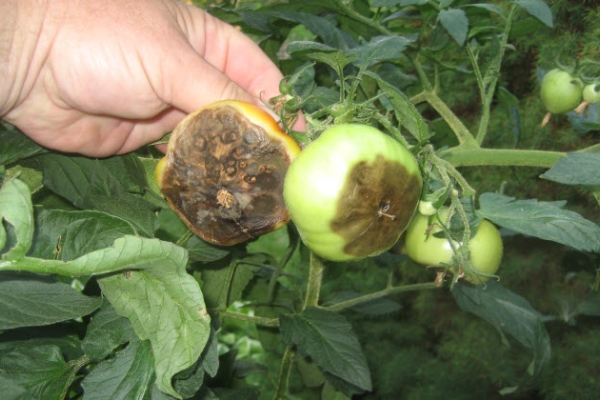 Fitoftalose de tomate