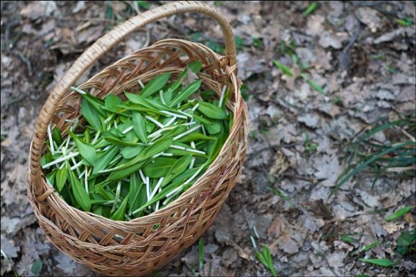  Raccolta di cipolle